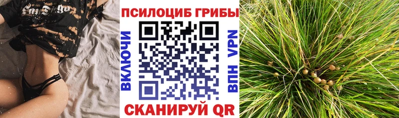 Купить где  Городище  Псилоцибиновые грибы Psilocybine cubensis 